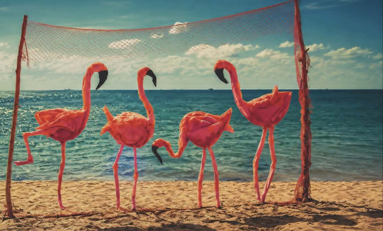 flamingo_1244x752_crop_478b24840a
