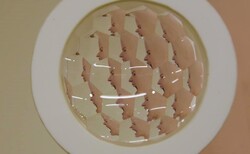 14_250x154_crop_478b24840a