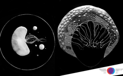 2_250x154_crop_478b24840a