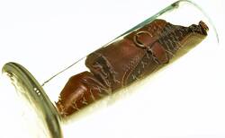 12_250x154_crop_478b24840a