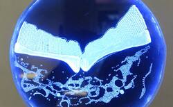 18_250x154_crop_478b24840a