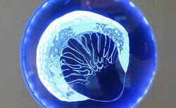 19_250x154_crop_478b24840a