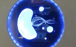 21_250x154_crop_478b24840a