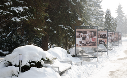 dsc-0006_250x154_crop_478b24840a