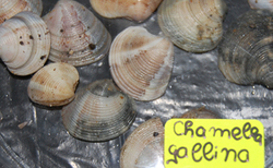 mb6_250x154_crop_478b24840a