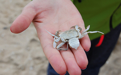 mb7_250x154_crop_478b24840a