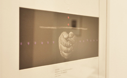 p1222972-copy_250x154_crop_478b24840a