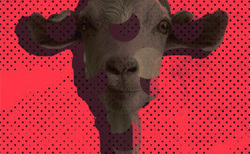 ex2_250x154_crop_478b24840a