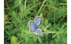 ma3_250x154_crop_478b24840a