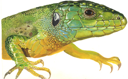 1_250x154_crop_478b24840a