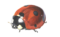 3_250x154_crop_478b24840a