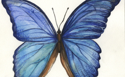 4_250x154_crop_478b24840a