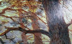 26814578-325941794572806-8590545354586067394-n_250x154_crop_478b24840a