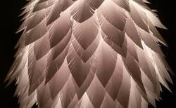 denica-iosifova_250x154_crop_478b24840a