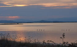 dsc2395_250x154_crop_478b24840a