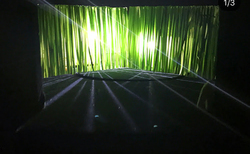 dqkova01_250x154_crop_478b24840a