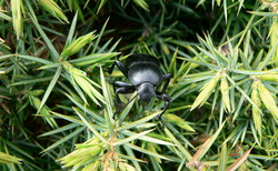 056_250x154_crop_478b24840a