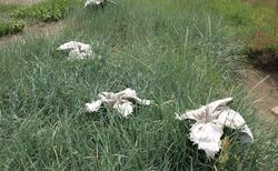 10345538-10202977252465861-94789708234656234-n_250x154_crop_478b24840a