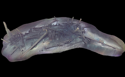 osmanski-korab_250x154_crop_478b24840a