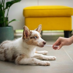 veterinary-medicine-unsplash_280x280_crop_478b24840a