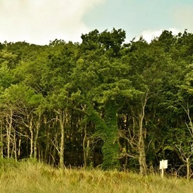 021-tvn-bg_280x280_crop_478b24840a