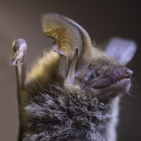 behstainov-noshtnik-origin-armenia-v2_280x280_crop_478b24840a