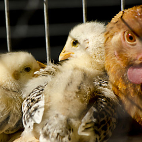webcage_280x280_crop_478b24840a