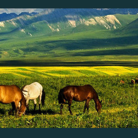 kazahstan_280x280_crop_478b24840a