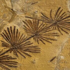 fossil_280x280_crop_478b24840a