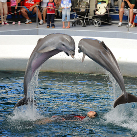 noviqt-den_280x280_crop_478b24840a