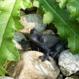 razpechatvane-na-3d_280x280_crop_478b24840a