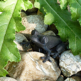 razpechatvane-3-d_280x280_crop_478b24840a