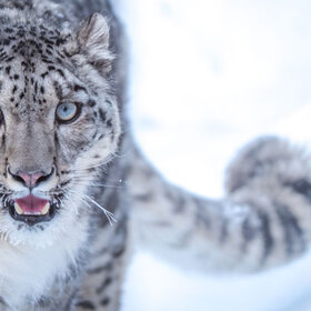 direktorat-na-stolichniq-wwf_280x280_crop_478b24840a