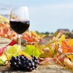vino_280x280_crop_478b24840a