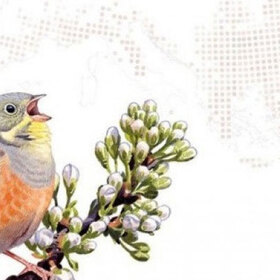 publikuvan_280x280_crop_478b24840a