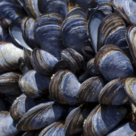organizirat-sreshta_280x280_crop_478b24840a