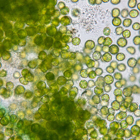 1691516044-5_280x280_crop_478b24840a