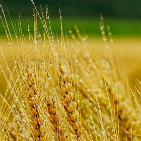 fermerstvo-pshenica-wheat-radiovelikoturnovo_280x280_crop_478b24840a