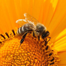 pchela-bee-pixabay_280x280_crop_478b24840a