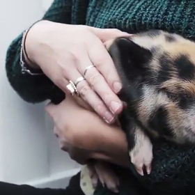 piglets_280x280_crop_478b24840a