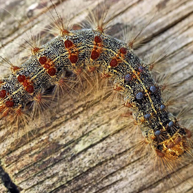 zoo_280x280_crop_478b24840a