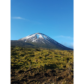 piko_280x280_crop_478b24840a