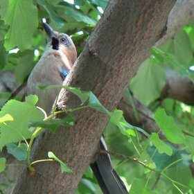 1934379-1080734300760-2607161-n_280x280_crop_478b24840a