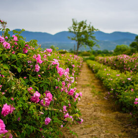 dolinata-na-rozite_280x280_crop_478b24840a