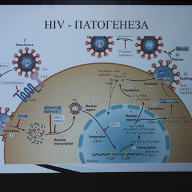 hiv-patogeneza_280x280_crop_478b24840a