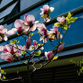 nbu-magnolia_280x280_crop_478b24840a