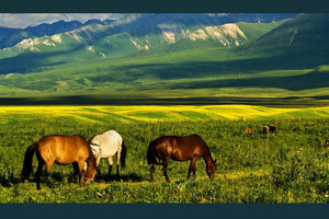 kazahstan_300x200_crop_478b24840a