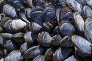 organizirat-sreshta_300x200_crop_478b24840a