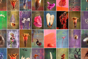 izlojbata_300x200_crop_478b24840a