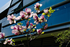 nbu-magnolia_300x200_crop_478b24840a